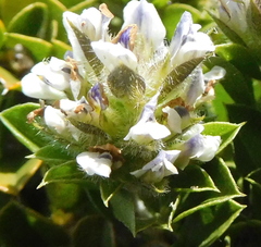 Psoralea sabulosa