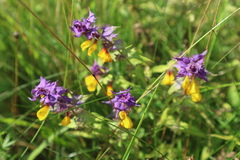 Melampyrum nemorosum