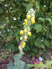 Verbascum thapsus crassifolium