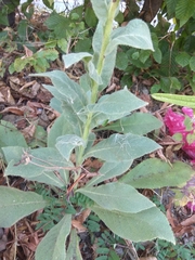 Verbascum thapsus crassifolium