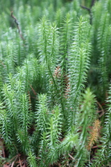 Spinulum annotinum