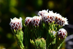 Leucadendron sorocephalodes