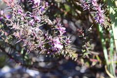Muraltia juniperifolia
