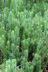 Spinulum annotinum
