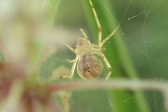 Theridiidae
