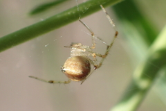 Theridiidae
