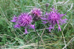 Centaurea scabiosa