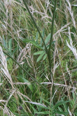 Centaurea scabiosa