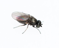 Oscinella frit