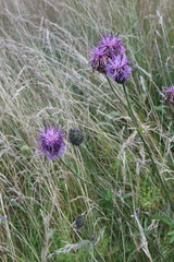 Centaurea scabiosa