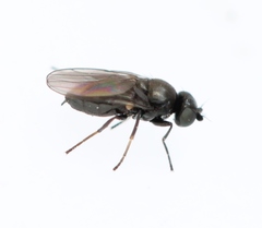 Oscinella frit