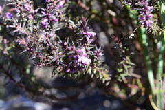 Muraltia juniperifolia