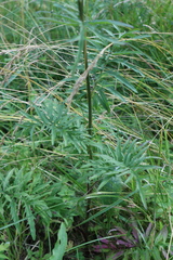 Centaurea scabiosa