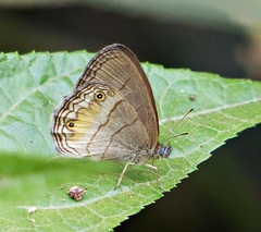 Splendeuptychia tupinamba