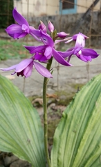 Calanthe masuca