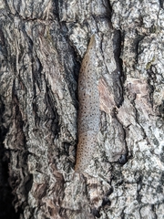 Limax conemenosi