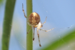 Theridiidae