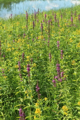 Lythrum salicaria