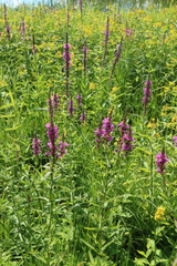 Lythrum salicaria