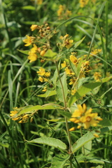 Lysimachia vulgaris