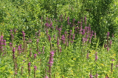 Lythrum salicaria