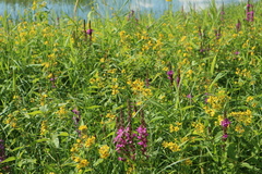 Lysimachia vulgaris