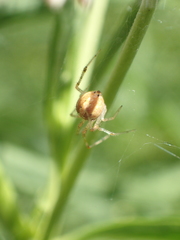Theridiidae