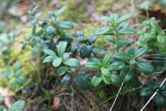 Vaccinium vitis-idaea