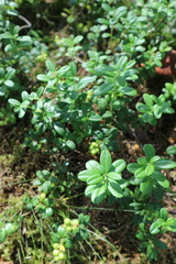 Vaccinium vitis-idaea