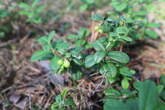 Vaccinium vitis-idaea