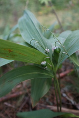 Convallaria majalis