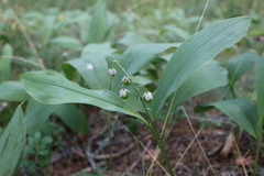 Convallaria majalis