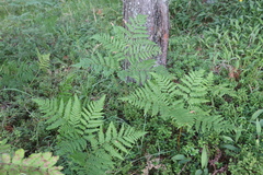Pteridium pinetorum