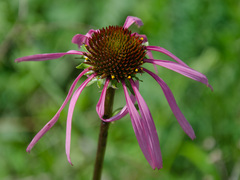 Echinacea laevigata