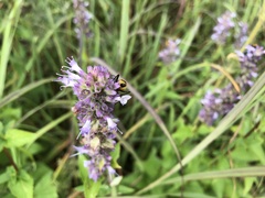 Chauliognathus pensylvanicus