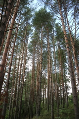 Pinus sylvestris