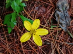 Bidens ostruthioides