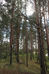 Pinus sylvestris