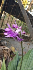 Calanthe masuca