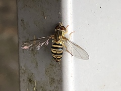 Toxomerus politus