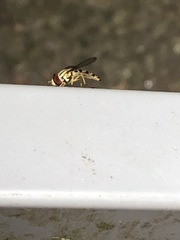 Toxomerus politus