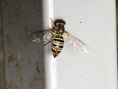 Toxomerus politus
