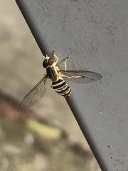 Toxomerus politus