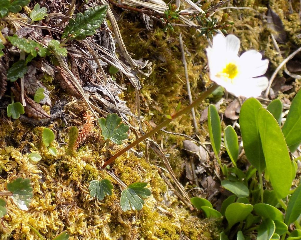 Ranunculus alpestris alpestris from Okres Innsbruck-venkov, Telfes ...