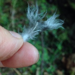 Synthliboramphus antiquus