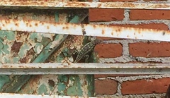 Sceloporus spinosus