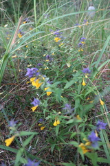Melampyrum nemorosum