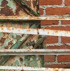 Sceloporus spinosus