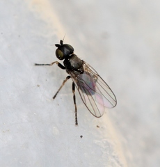 Oscinella trochanterata