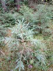 Picea abies